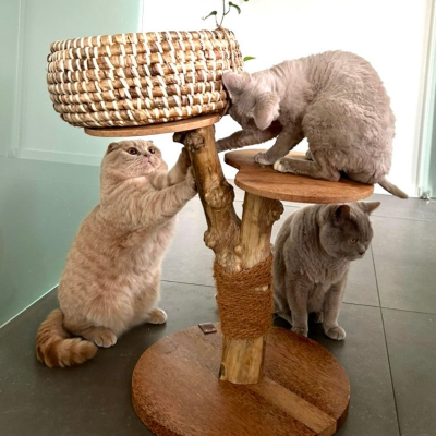 Arbre à chat en bois de caféier avec panier - Café - 60cm - marron