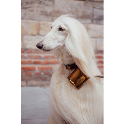 Collier en cuir noir pour chien - cuir coloré classique - larg 14mm Long 36cm