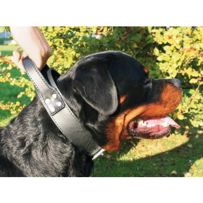 Leather intervention collar with handle - Black & metal - <85cm - 5cm - black