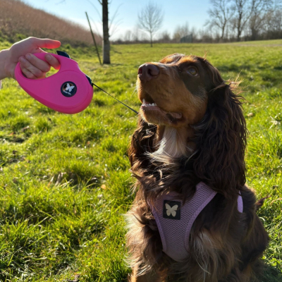 Sonde d'insémination à ballon pour chienne