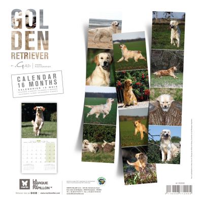 Calendrier chien 2026 - Golden Retriever - Martin