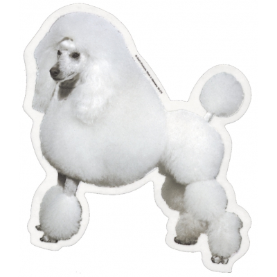 Autocollant Caniche blanc Lion - 15cm