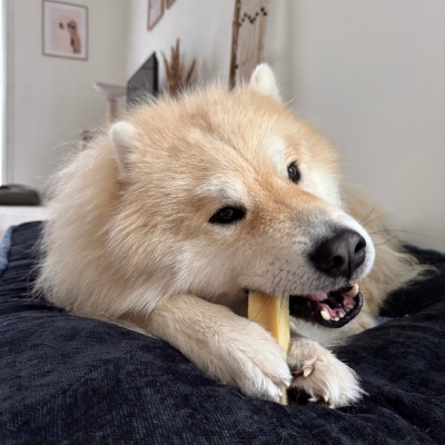 Barre de fromage pour chien 4