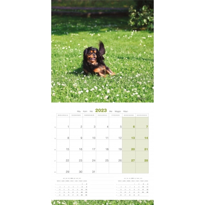 Calendrier chien 2023 - Cavalier King Charles - Martin Sellier