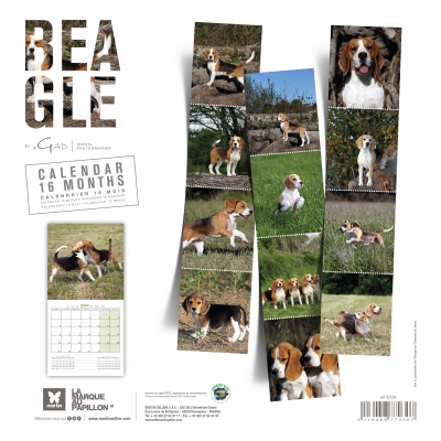Calendrier chien 2024 - Beagle - Martin Sellier 2