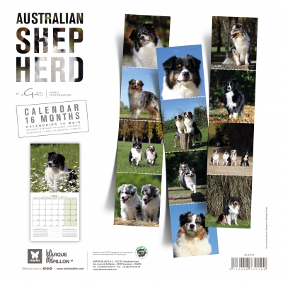 Calendrier chien 2024 - Berger Australien - Martin Sellier 2