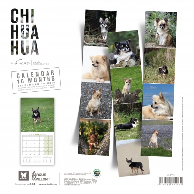 Chihuahua - 2024 dog calendar - Martin Sellier