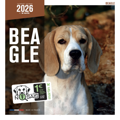 Calendrier chien 2026 - Beagle - Martin