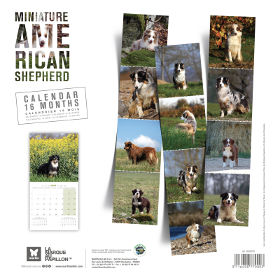 Calendrier chien 2026 - Berger Americain Miniature - Martin dos