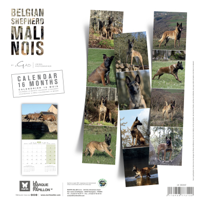 Calendrier chien 2026 - Berger Belge Malinois - Martin - Dos