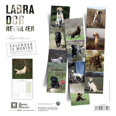 Calendrier chien 2026 - Labrador - Martin - back