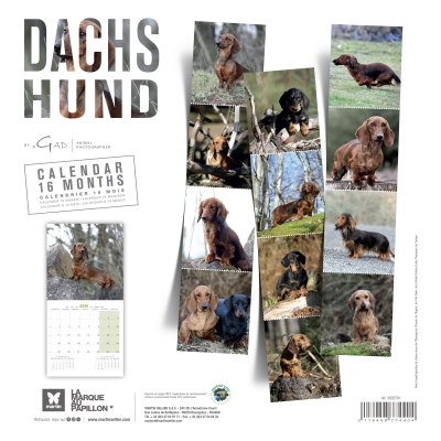 Calendrier chien 2026 - Teckel - Martin dos