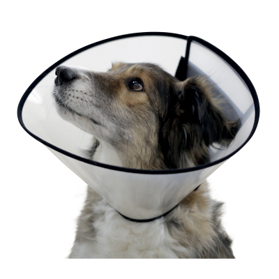 Collerette pour chiens