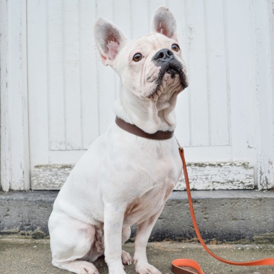 Collier Allure en cuir Marron/Orange 2