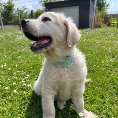 Collier Cognac Bandana Bleu en cuir - Miami 2