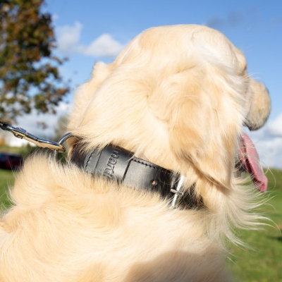 Collier cuir double épaisseur pour chien - Noir 5