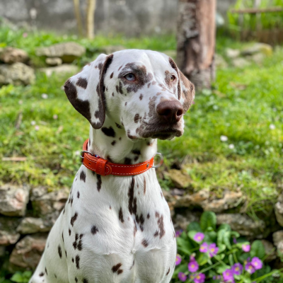 Collier cuir double épaisseur pour chien - Orange 2