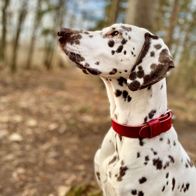 Collier cuir pleine fleur rouge pour chien 2