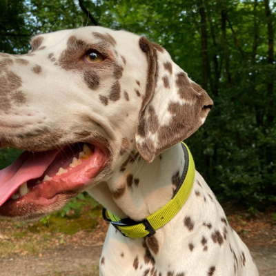 Collier droit confort pour chien en nylon vert citron 6