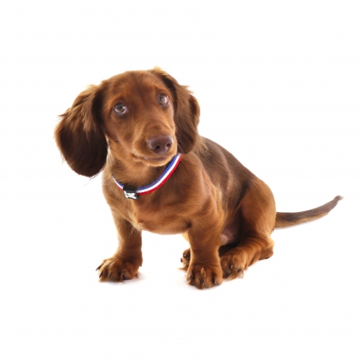 Collier Tricolore pour chien - Alfie