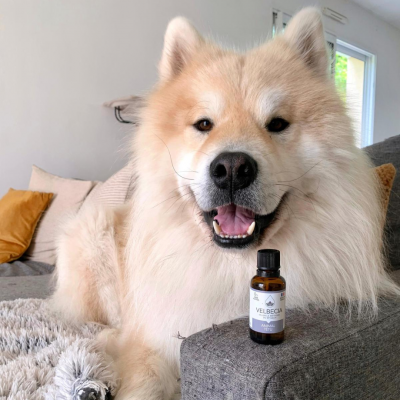 Fleurs de Bach Velbecia Animal Têtu - 30ml Shelby