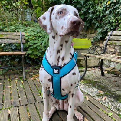 Harnais Canicross Basic - Bleu ok