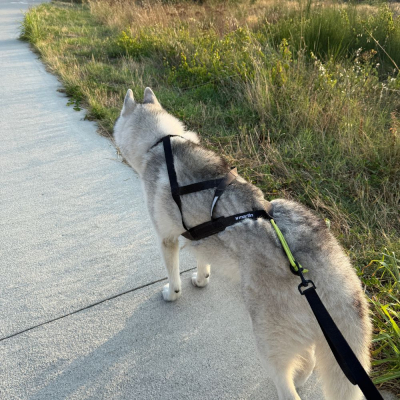 Harnais Canicross X-BACK 7