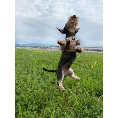 Harnais Mesh Ginko Beige