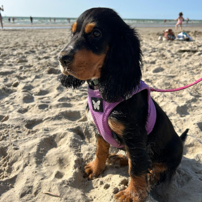 Harnais Mesh Parme 4