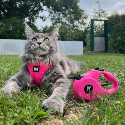 Harnais Mesh Rose Fluo 2