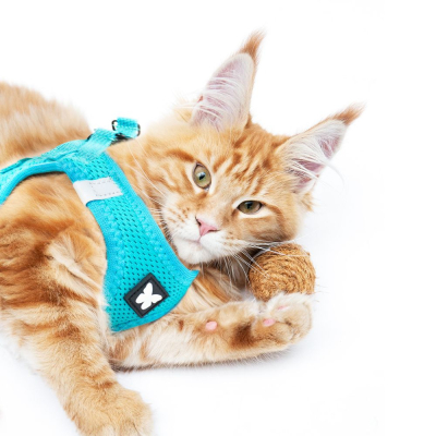 Harnais Mesh Turquoise 6