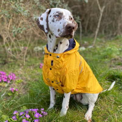 Imperméable - Saint-Malo - Jaune 3