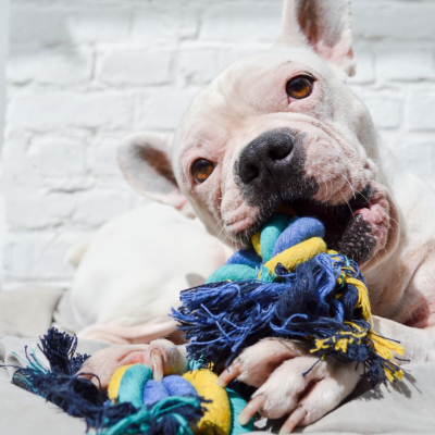 Jouet pour chien - Lot de 4 cordes 2 noeuds3