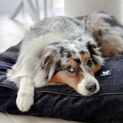 Master noir pour chien - Elégante 7