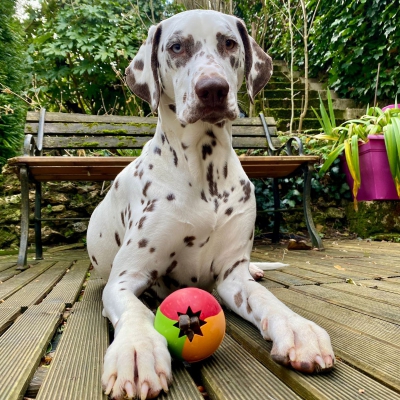 Rubb'n'Treats spécial friandise - balle - M - 7 cm 5