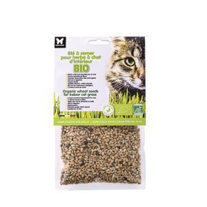Graines d'herbe à chat d'intérieur à semer - bio