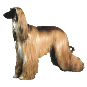 Autocollant - Lévrier Afghan - 14/15cm - beige