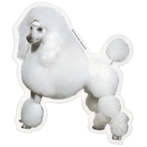 Autocollant - Caniche - 14/15cm - blanc
