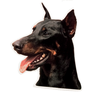Autocollant - Doberman - 14/15cm - noir