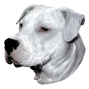 Autocollant - Dogue Argentin - 14/15cm - blanc