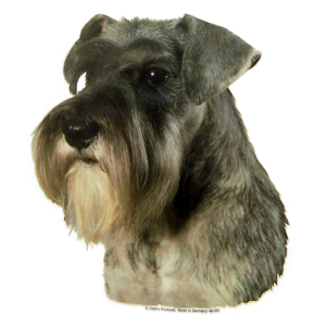 Autocollant - Schnauzer - 14/15cm - gris