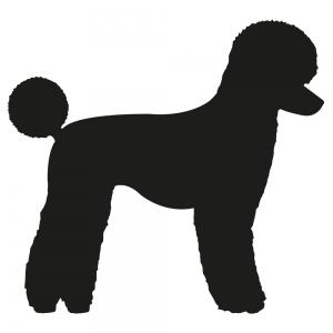 Autocollant Sticker corps de chien Caniche - coupe moderne