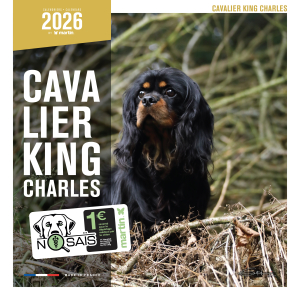 Calendrier chien 2026 - Cavalier King Charles - Martin