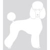 Laisse pour chien - nylon pour chien - Benton rouge - 00 x 1,6 cm