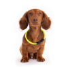 Collier réglable nylon "Poisson" pour chat - Martin Sellier