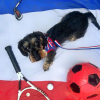 ORIJEN Original pour chien - 11,4 kg