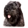 Autocollant Bouvier des Flandres - 15cm