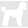 Poodle dog body sticker - modern cut - 15cm - White