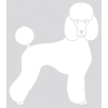 Autocollant Sticker corps de chien Caniche - coupe moderne - tête de face - blanc