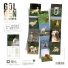 Calendrier chien 2023 - Golden Retriever - Martin Sellier 2